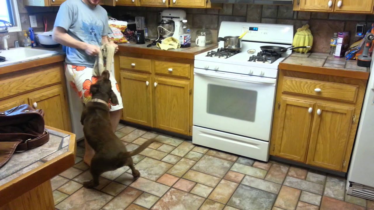 Dog, Towel, Tug-of-War!