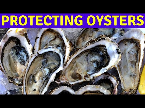 Video: Oyster Shell Malç Məlumatı – Bağda Oyster Qabıqlarından Necə İstifadə Edilir