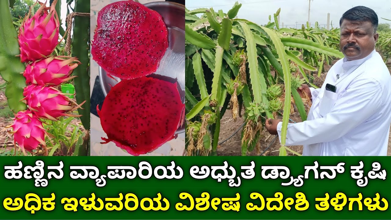 ಹಣ್ಣಿನ ವ್ಯಾಪಾರಿಯ ಡ್ರ್ಯಾಗನ್ ಕೃಷಿ | ಅಧಿಕ ಇಳುವರಿಯ ವಿಶೇಷ ವಿದೇಶಿ ತಳಿಗಳು | dragon fruit farming in kannada