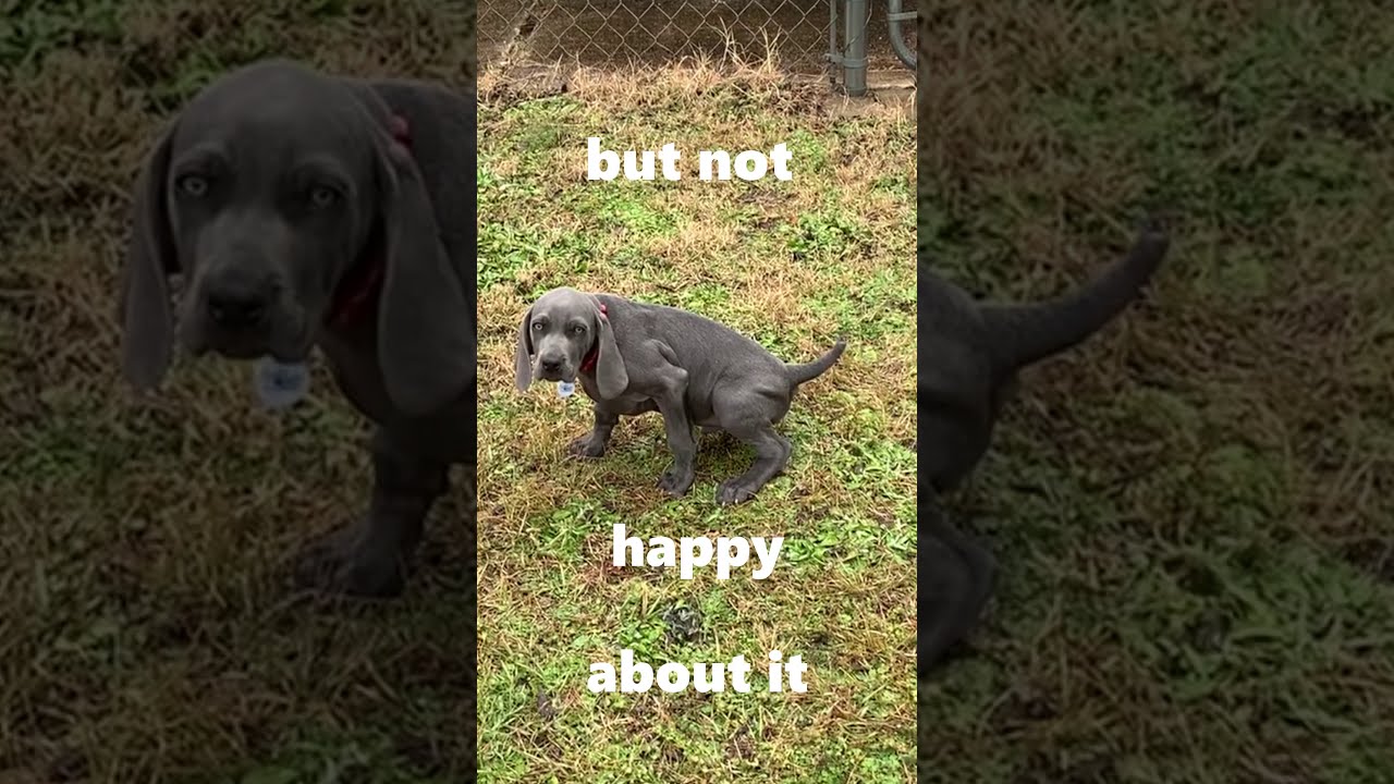 Weimaraner Puppy braves Wintry Mix!!! BALOO the WEIM 