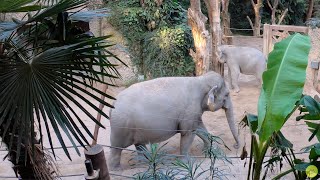 2021 Zoo in Zürich (Zoo Tour) by Moove2Moovie 79 views 2 years ago 43 minutes