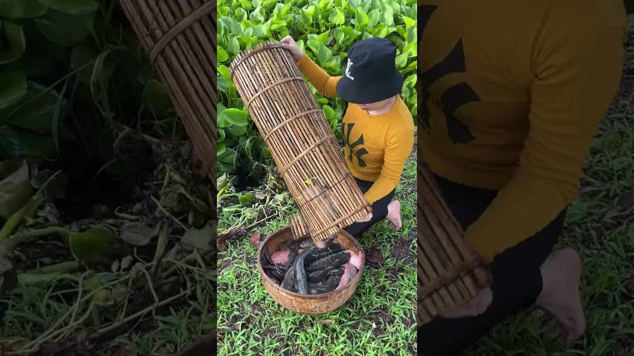 Survival fish trapping skills to catch huge snakehead fish