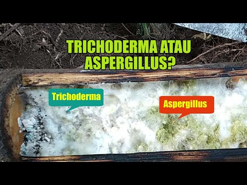 Video: Apakah penicillium dan aspergillus?