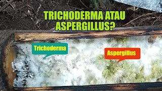 Bedakan Aspergillus dan Trichoderma Saat Mancing Dari Alam