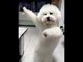 Dancing Dog Meme Funny Shortvideo Ai Dog Dancing Skinwalker Dancing Dog Meme Funny Shortvideo Ai Dog Dancing Skinwalker