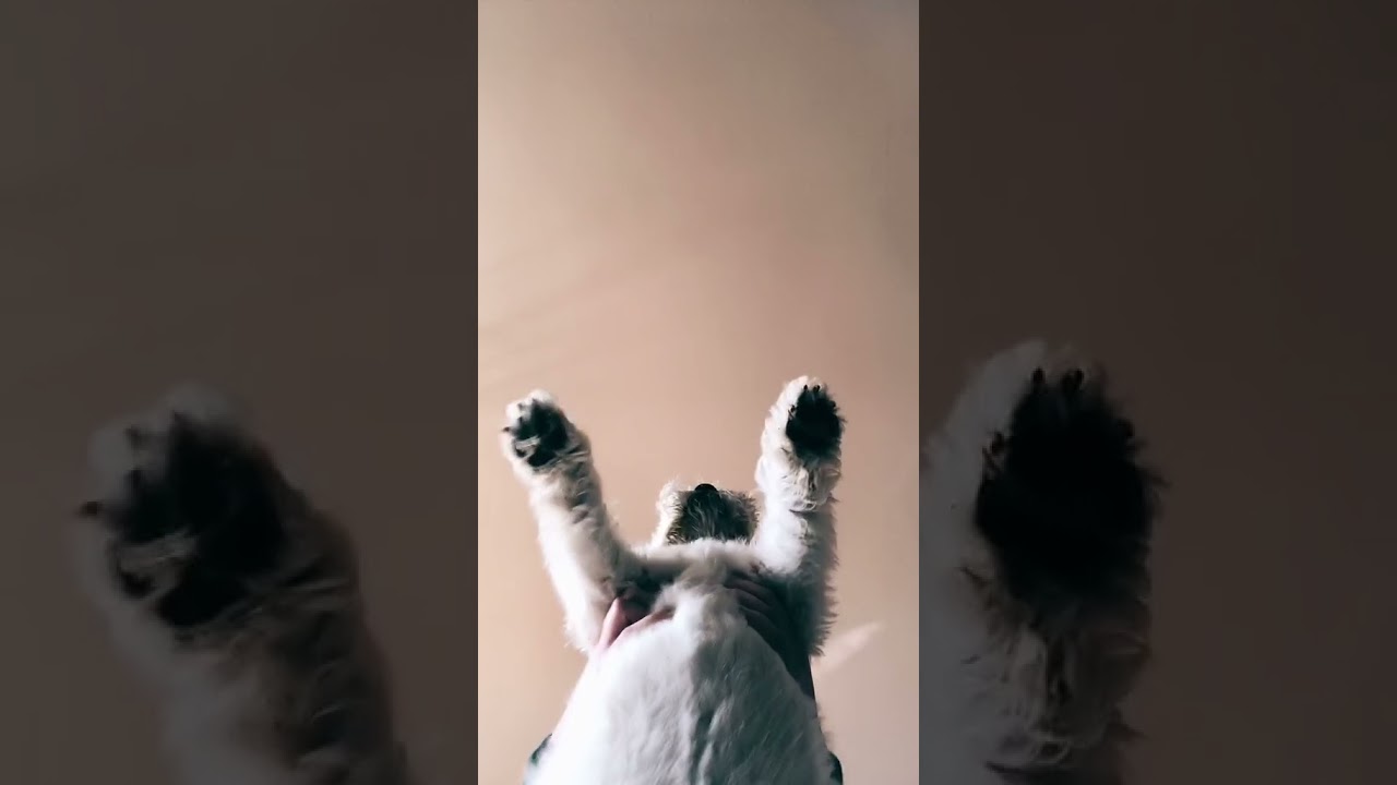 Cute Animals,lovely Animals