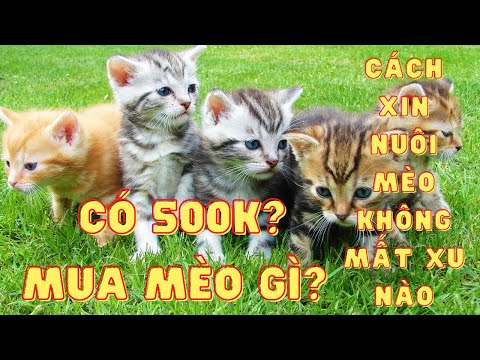 Giá Các Loại Mèo - Cách mua mèo cảnh đẹp giá siêu rẻ dưới 50OK và địa chỉ xin nuôi miễn phí