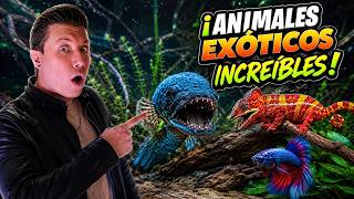 Arowanas, Camaleones Pantera y Tortugas Sulcata: Explorando VanFish, la Tienda de Mascotas Exótica
