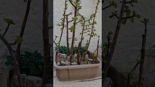From cuttings to BONSAI FOREST