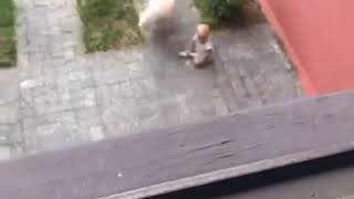 Dog runs around yard and accidentally runs over baby