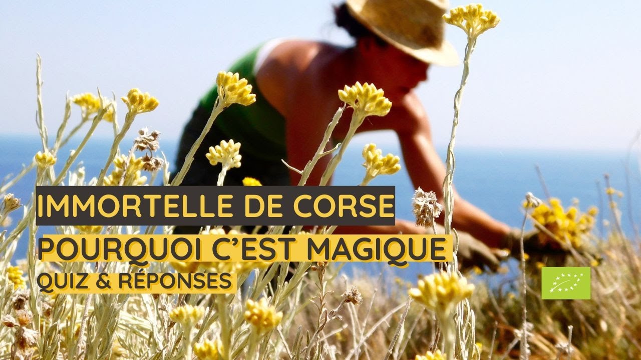 Pourquoi choisir l’Immortelle de Corse ? Quiz et secrets de la fleur précieuse !