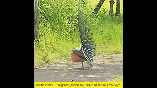 Peacock ವಿಶಿಷ್ಟವಾಗಿ Dance  ಮಾಡುತಿದೆ Jansale Raghavendra Achar Yakshagana ಹಾಡಿಗೆ ಹೆಜ್ಜೆ ಹಾಕುತ್ತಿದೆ