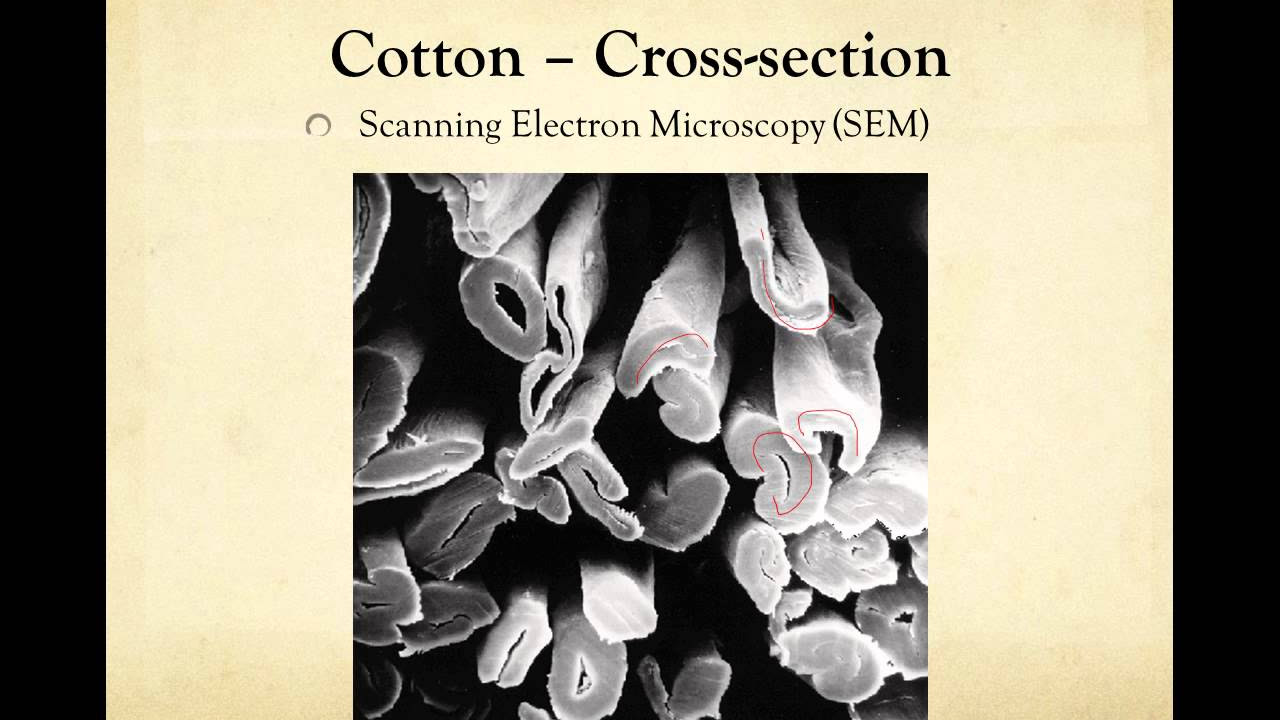 Introduction to Fiber Analysis
