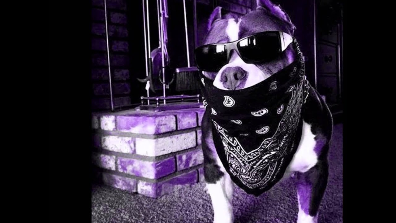 Intro Gonzaextremo Project