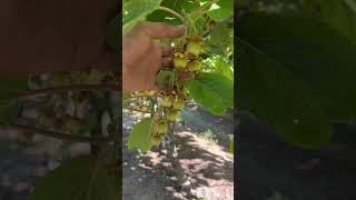 Kivi ağacında gençleştirme işlemi #agriculture #tarım #kivi #bahçe #ziraat