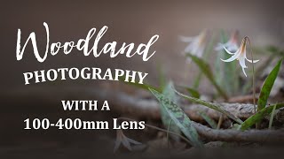 Woodland Photography with a 100-400mm Lens | I LOVE this lens!