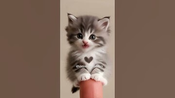Thumbnail of Cute APT Kitty With Heart Singing Rose' & Brunomars APT Song #shorts #cat #kitten #rosé #brunomars
