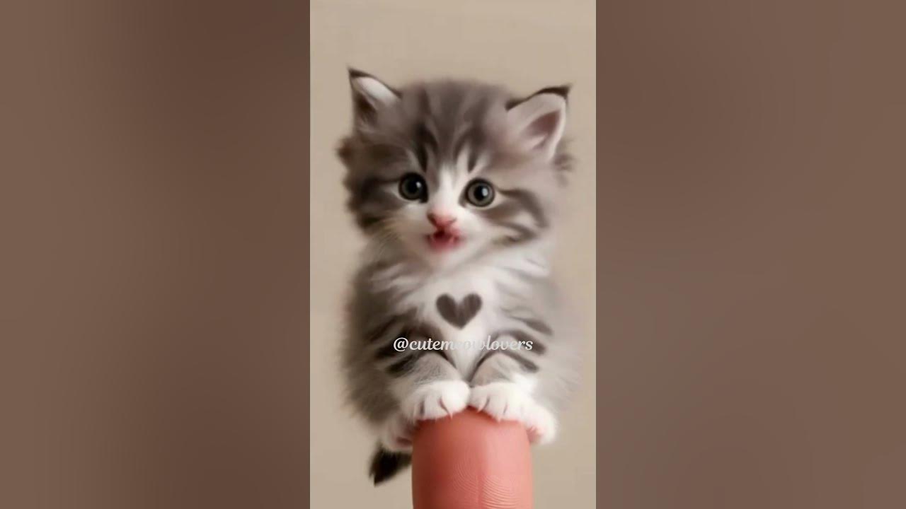 Cute APT Kitty With Heart Singing Rose' & Brunomars APT Song #shorts #cat #kitten #rosé #brunomars