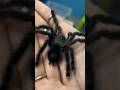 You Don’t Want This Spider Angry 🕷️🫣