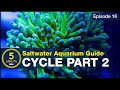 Brown Algae In New Aquarium Cycling Timeline