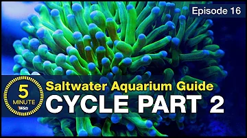 Skip the ugly phase. Step 2 of cycling your saltwater tank with utilitarian fish & bacterial troops