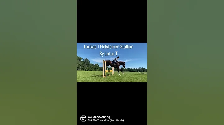 Loukas T, a Holsteiner Stallion by Lotus T, in Tra...