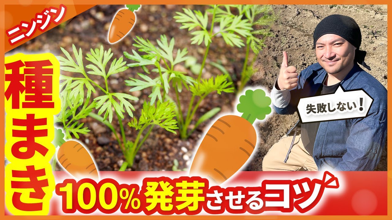【家庭菜園👨‍🌾】ニンジンの種まき🥕100%発芽させるには⭕⭕が重要!!👩‍🌾【プロ農家が解説!!】