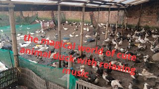 the magical world of cute animal duck with relaxing music