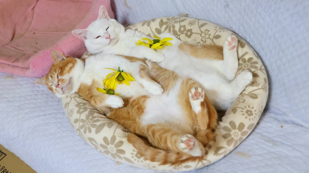 大反魂草 のせ猫 260911 - YouTube