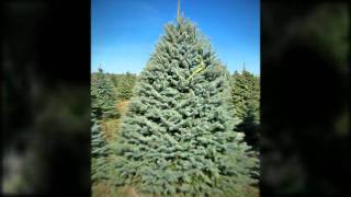 Christmas Trees Indiana PA 15701 | 814-948-4990 | Pineton Tree Farms