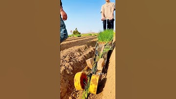 Smart Farming in Action: Paper-Chain Transplanting Speeds Up Green Onion Planting.