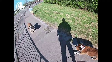 Open bar closed bar dog training - Dog fear of cars