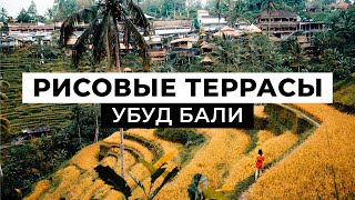 РИСОВЫЕ ТЕРРАСЫ БАЛИ Убуд Достопримечательности