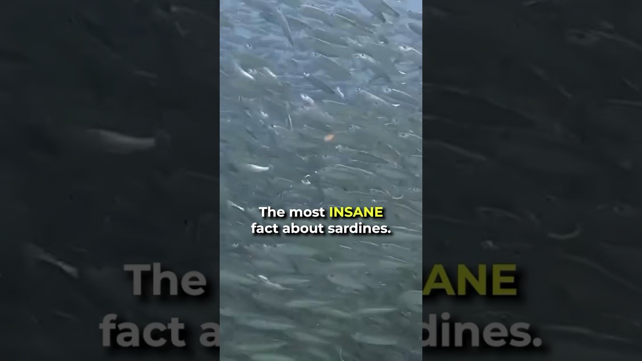 The Most INSANE Fact About Sardines!
