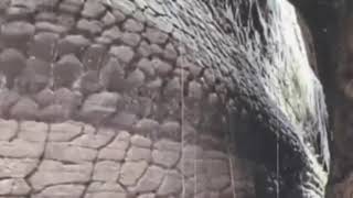 VIRAL ular batu raksasa ditemukan di Thailand