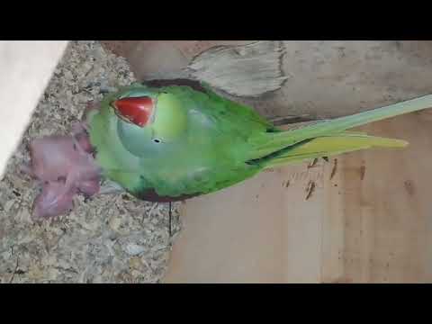 Parrot Breeding Tips | parrot types | Parrot care tips Parrot Videos 😁#AllParrot#AllWorldParrot