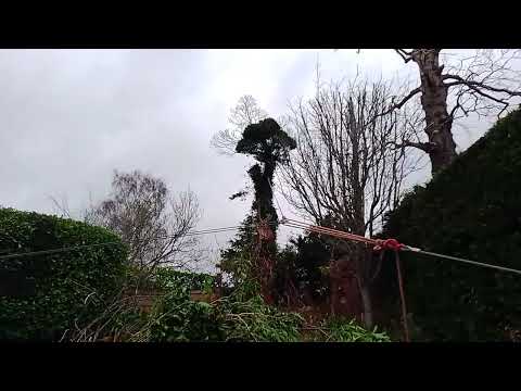 Serious back leaning tree Tirfor winch action part 1