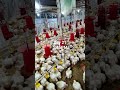 semi ec farm day 21 management outside temperature 🌡️ 35° inside 25°