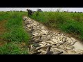 top 10 Video! Of Fishig Underground, Catch fish in the mud under the grass by hand - tyriq1256