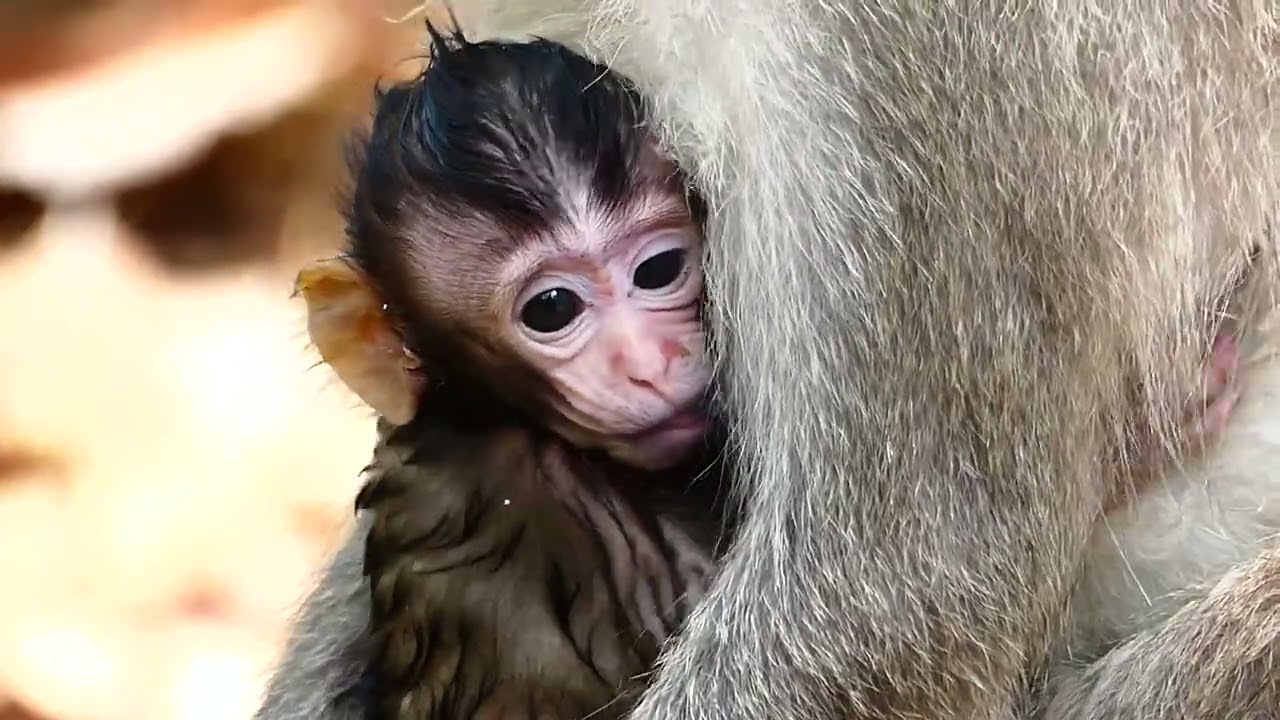 Grandma Elsa help training baby monkey Eden bring out from Ellen - How she reaction alert?