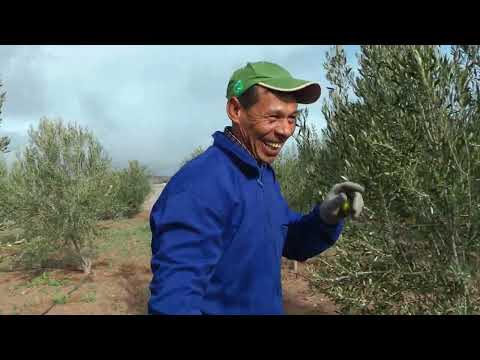 الجزء الثاني من لبروج ارشادات حول المسافة المثالية بين الاشجار اثناء الغرس