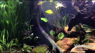 Montaje Acuario Plantado 450 litros