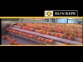 Sunripe produce  tomato growers