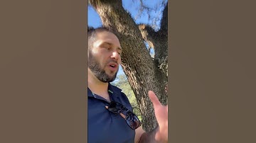 🌳 Phytophthora Bleeding Wound Canker Explained by an ISA Master #arborist 🌟🌿#SickTree, #treehealth