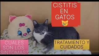 CISTITIS EN GATOS, INFECCION DE VIAS URINARIAS, TRATAMIENTO