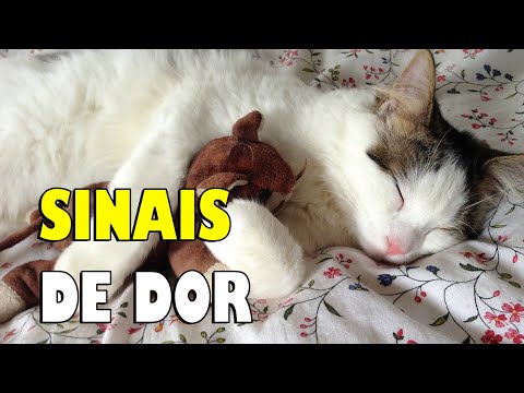 Vídeo: Como saber se seu gato é feliz