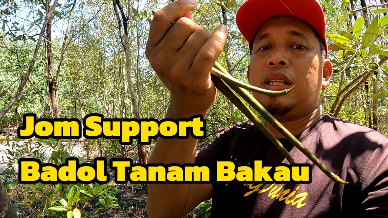 Badol Cari Benih Bakau #gengdunia - YouTube