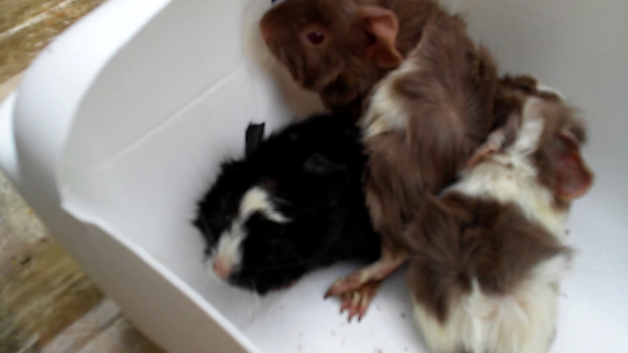 Cuidados para os filhotes de porquinho