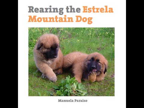 Video: Estrela Mountain Dog Dog породасы гипоаллергендик, ден-соолук жана өмүрдүн узактыгы