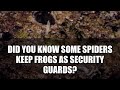 5 Surprising Facts About Spider Bodyguards! #shorts